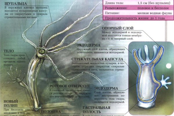 Какая сейчас ссылка на кракен