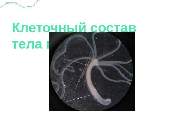 Kraken istand onion