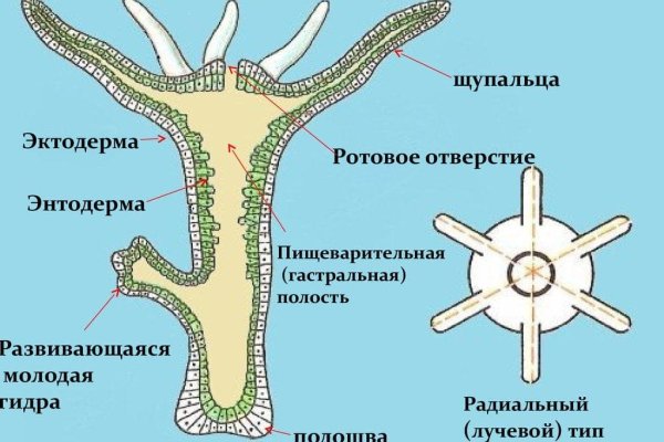 Kraken ссылка krakens13 at